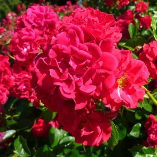 Gärtnerei - Rosa Hello® - rot - bodendecker rosen  - duftlos - Alain Antoine Meilland - -